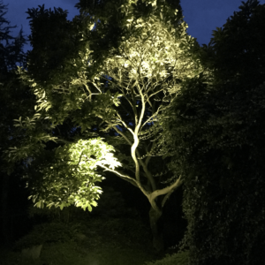Magnolienbaum beleuchten