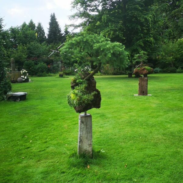 Kunstvolle Bonsai im Garten